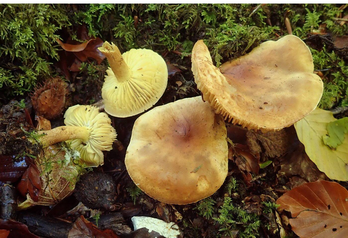 Photo © Penny Cullington Tricholoma sulphureum by Penny Cullington